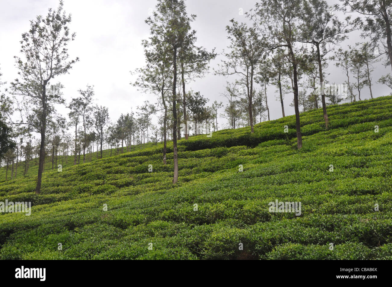 Tea cultivation in India Stock Photo Alamy