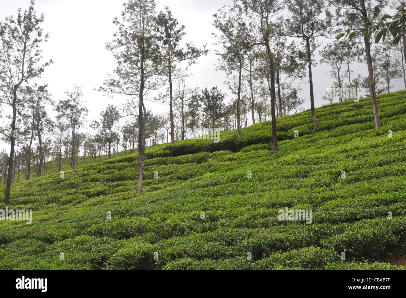 Tea cultivation in India Stock Photo - Alamy