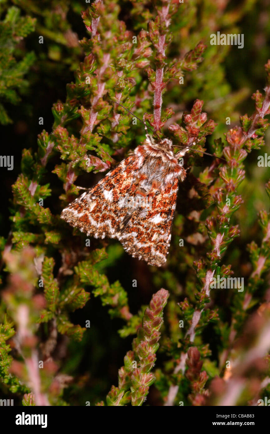 Beautiful yellow underwing moth (Anarta myrtilli Noctuidae) at rest