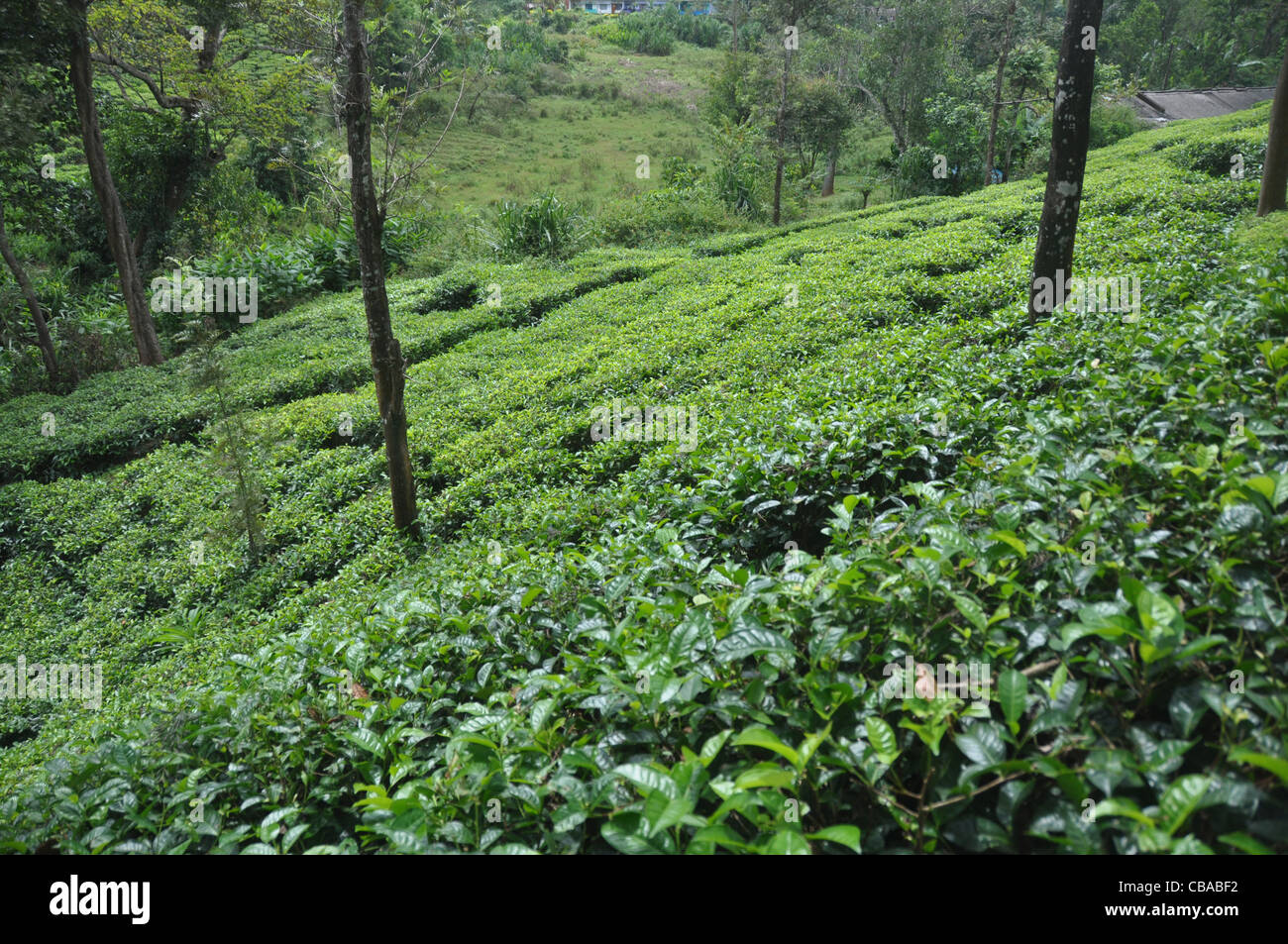Tea cultivation in India Stock Photo Alamy