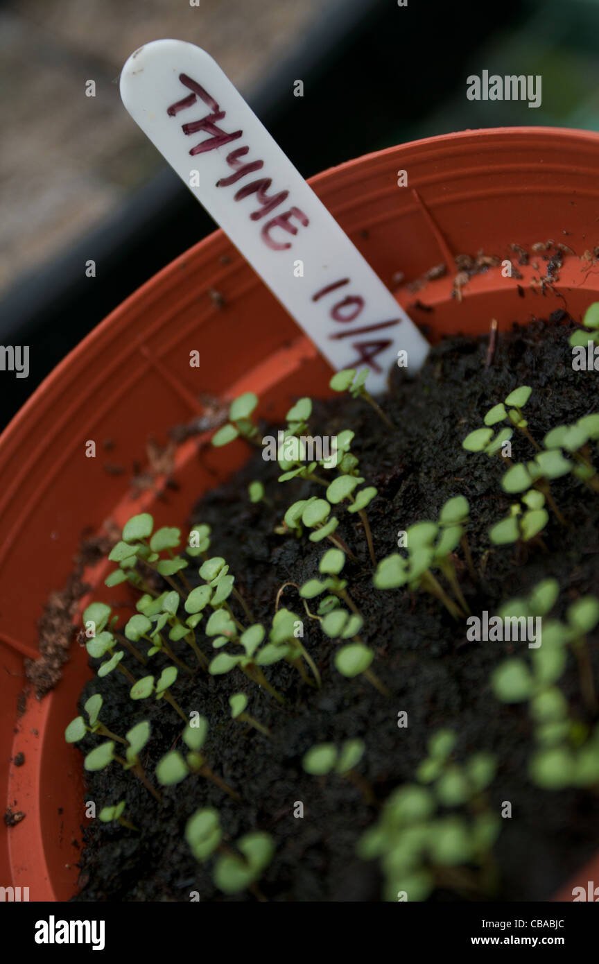 Close up of thyme seedlings with a handwritten plant tag Stock Photo