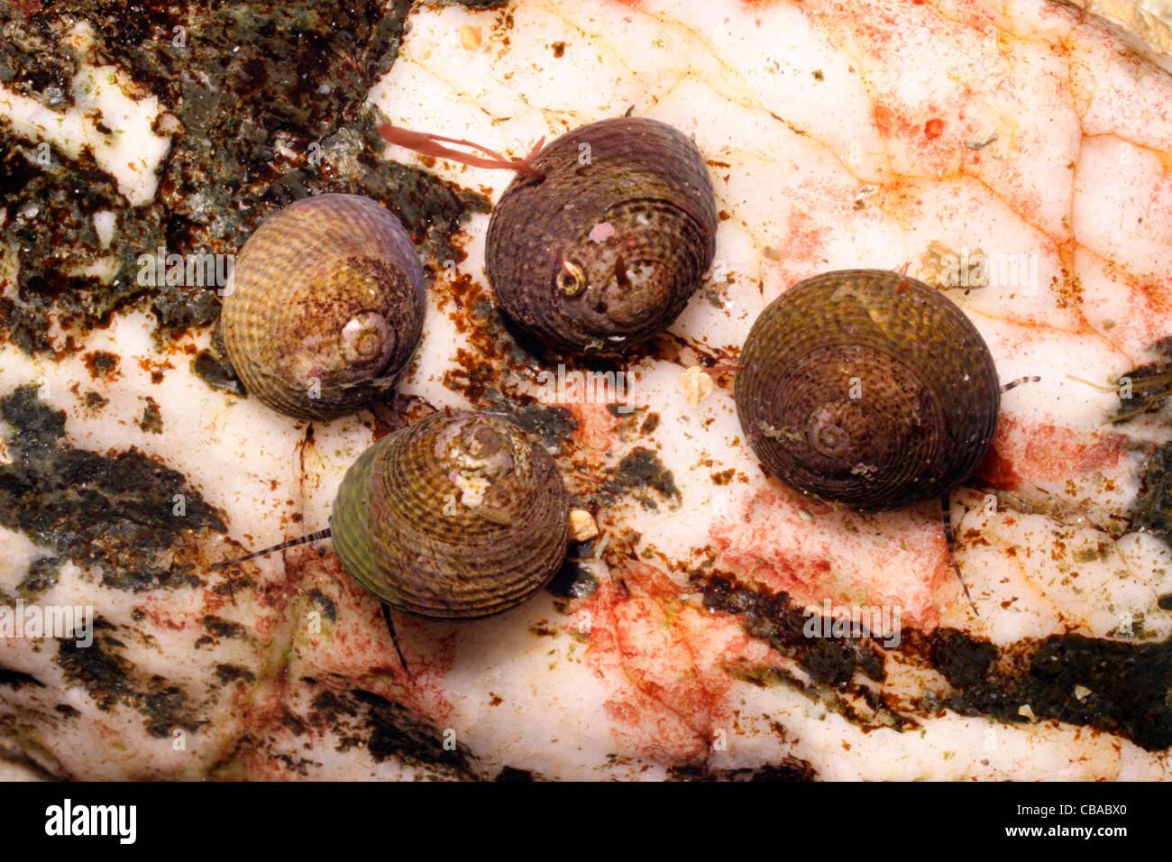Grey top shells (Gibbula cineraria : Trochidae) alive in rockpool water, UK. Stock Photo