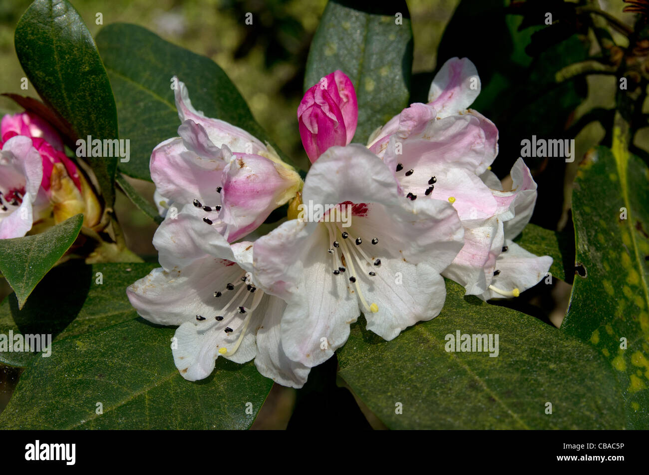 Rhododendron Faberi subspecies Prattii in Ray Wood at Castle Howard Stock Photo