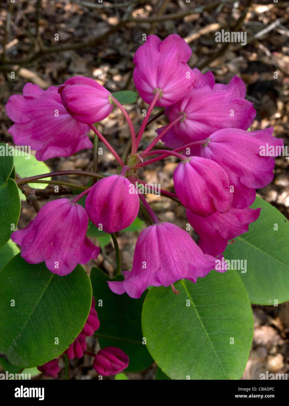 Rhododendron Orbiculare in Ray Wood at Castle Howard Stock Photo