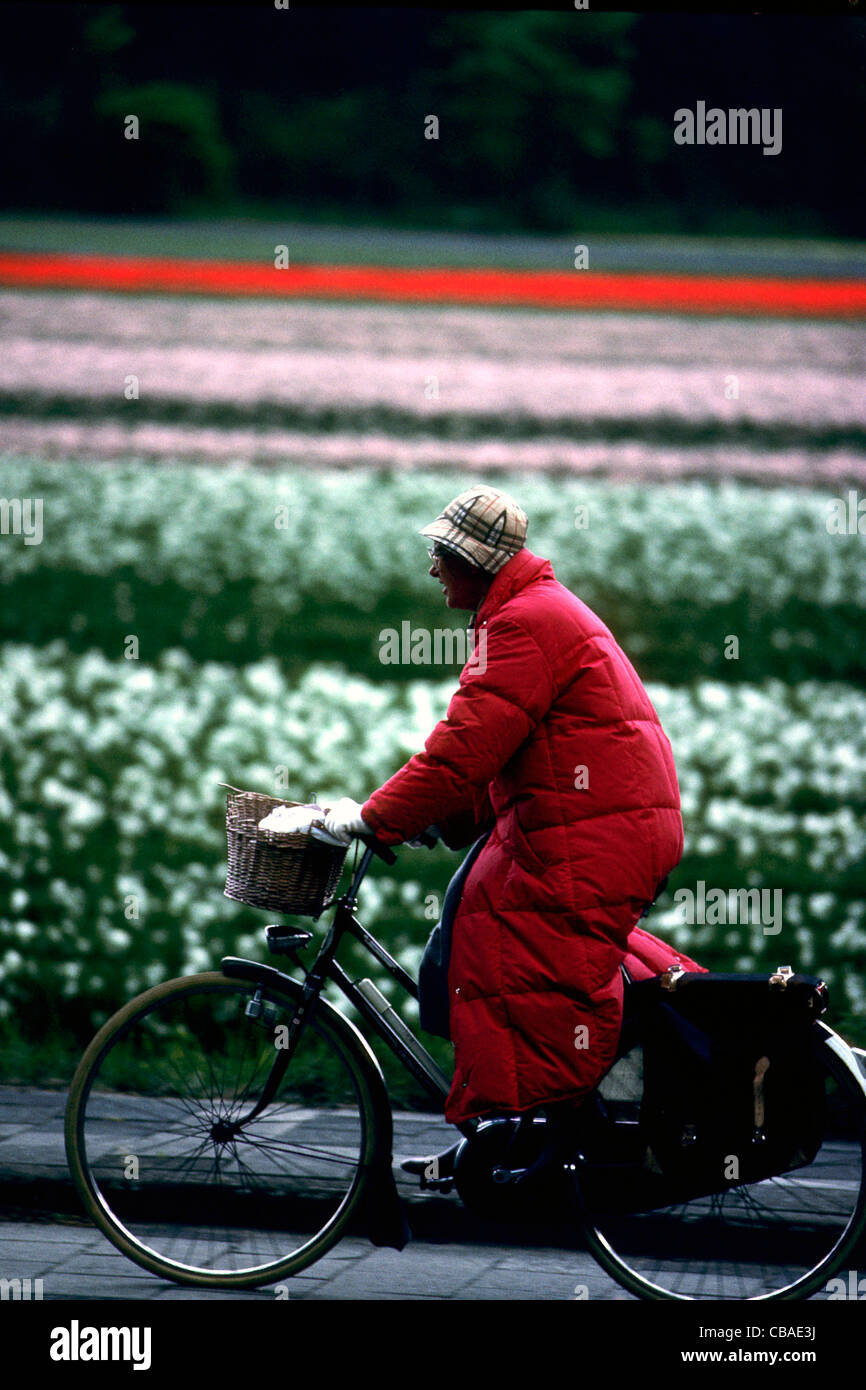 Holland. Tulip fields between Bennebroek and Heemstede.  Typical Dutch woman on her bicycle. Stock Photo