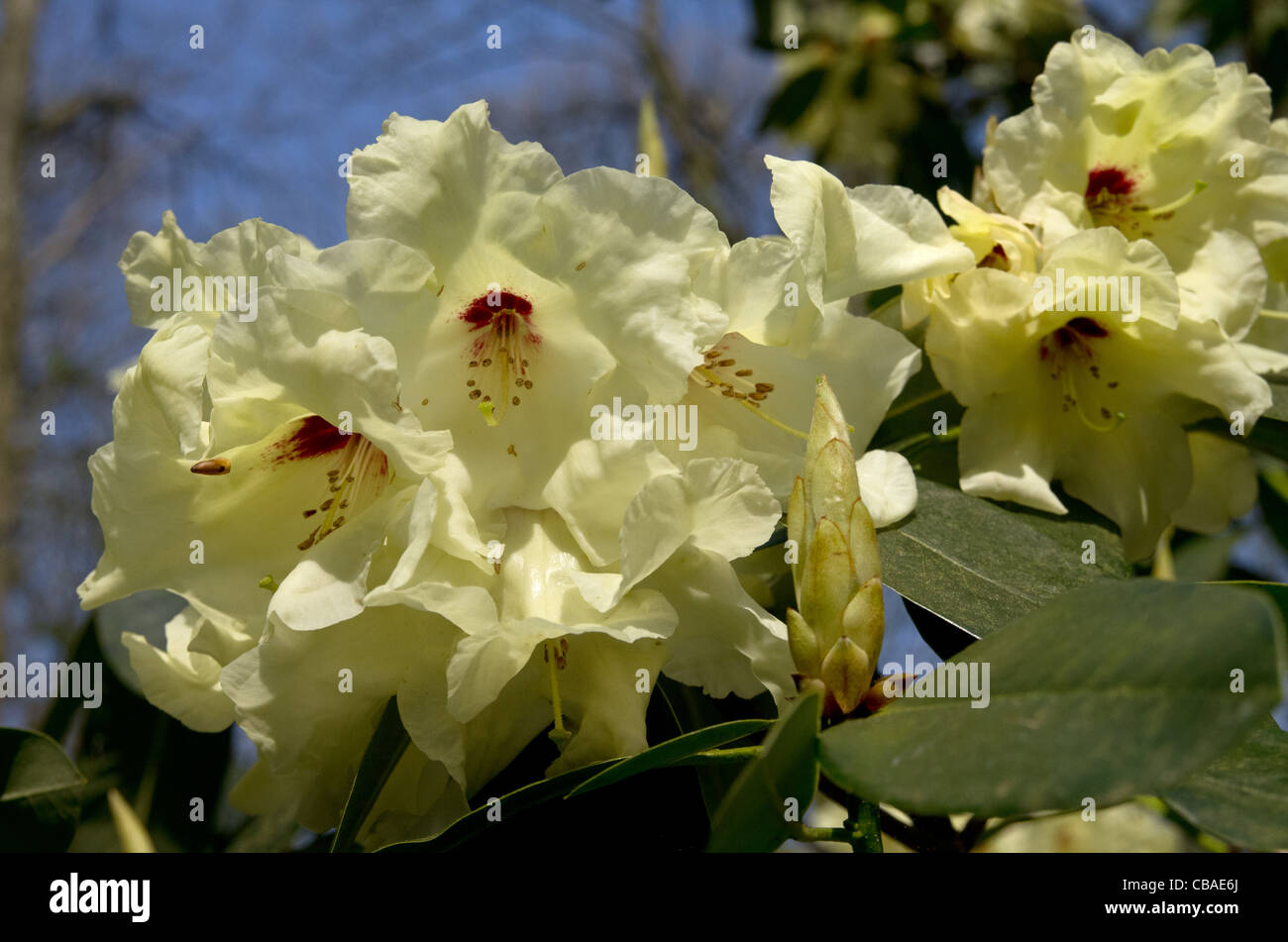 Rhododendron in Ray Wood at Castle Howard Stock Photo