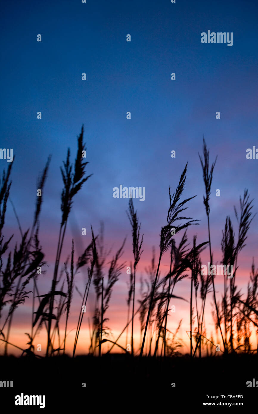 Sunset Reed Set Silhouetted Reeds at Sunset Stock Photo - Alamy