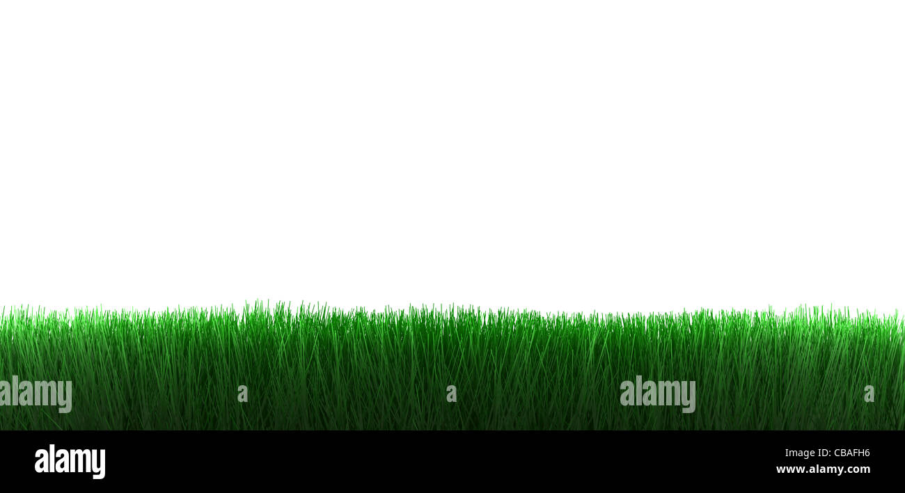 grass isolated on white background Stock Photo - Alamy