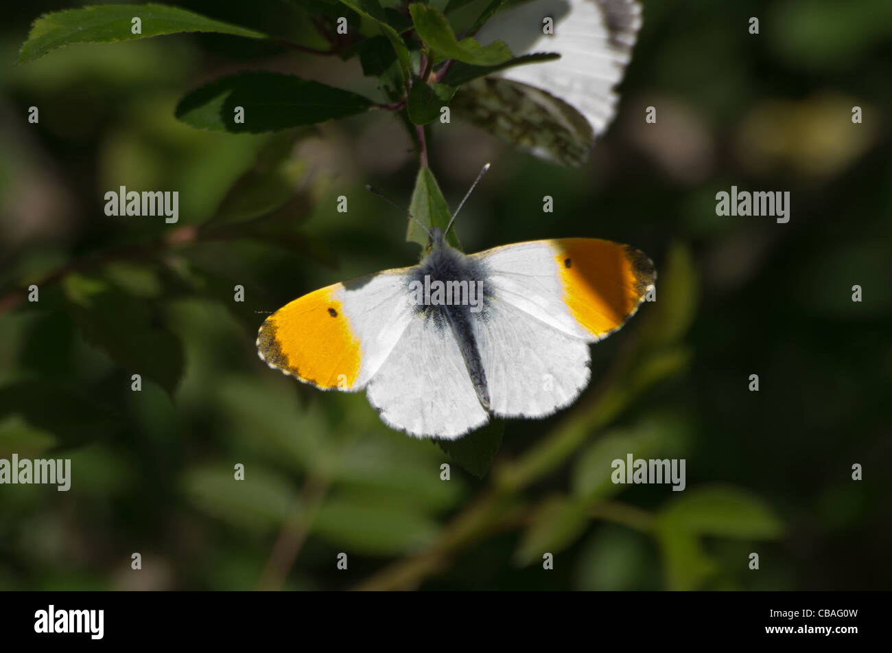 Male orange tip butterfly prior to mating Stock Photo