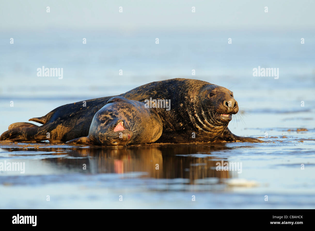 gray seals mating on a wet beach Stock Photo Alamy