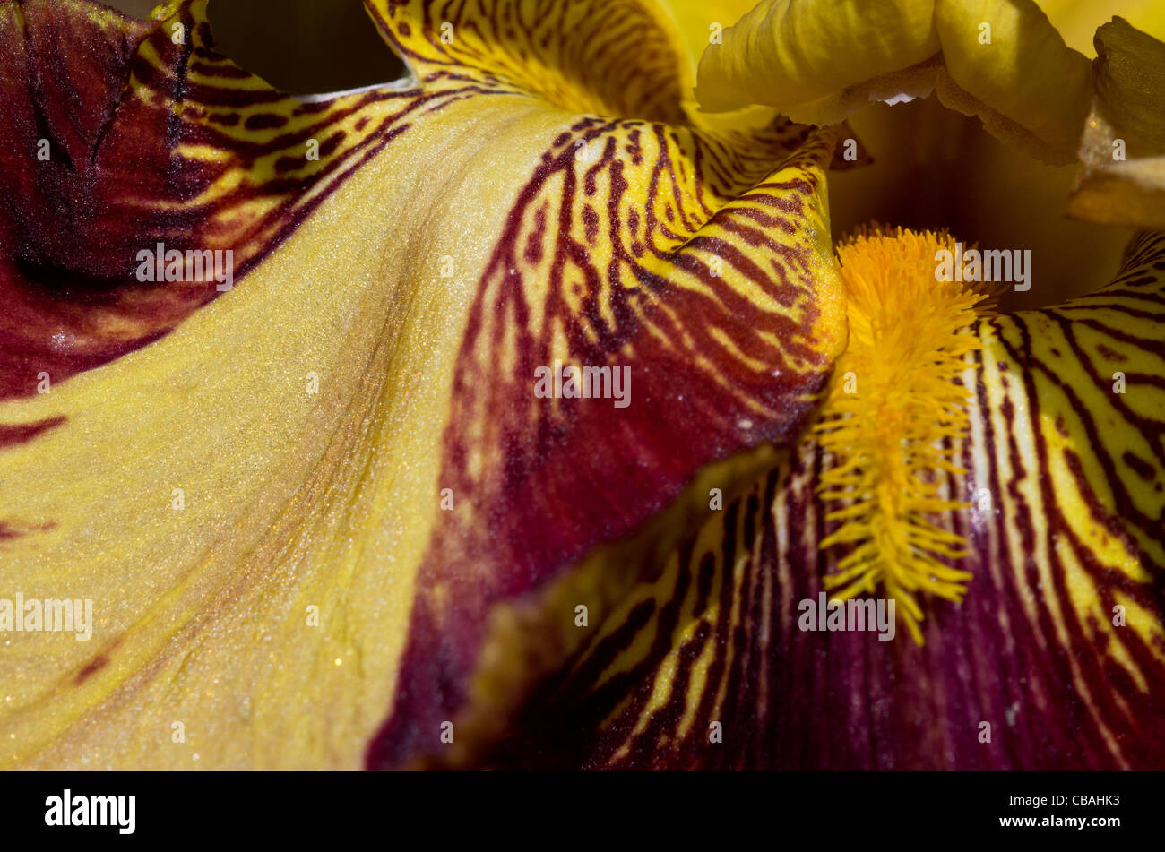 Bearded iris growing in our garden Stock Photo