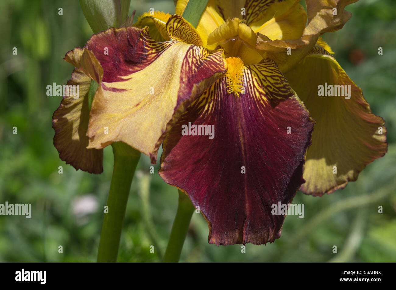 Iris germanica iris bearded iris hi-res stock photography and images ...