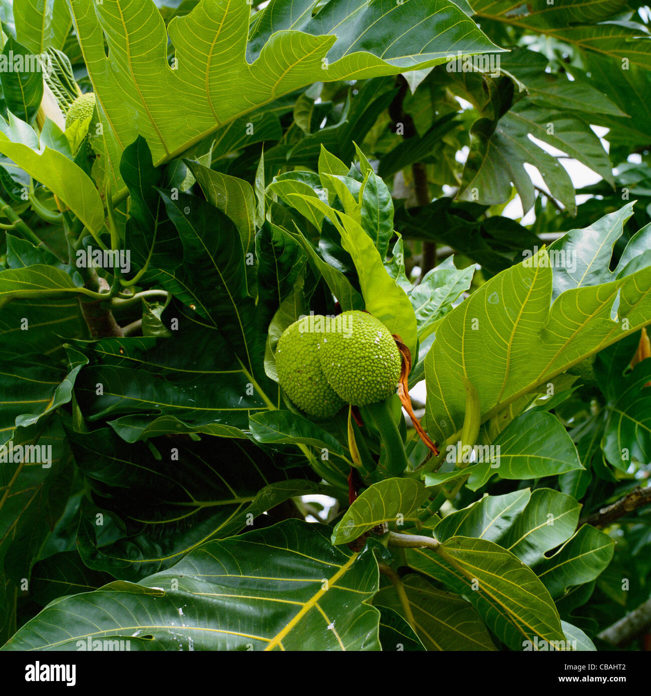 Breadfruit tree Big Island Hawaii Stock Photo Alamy