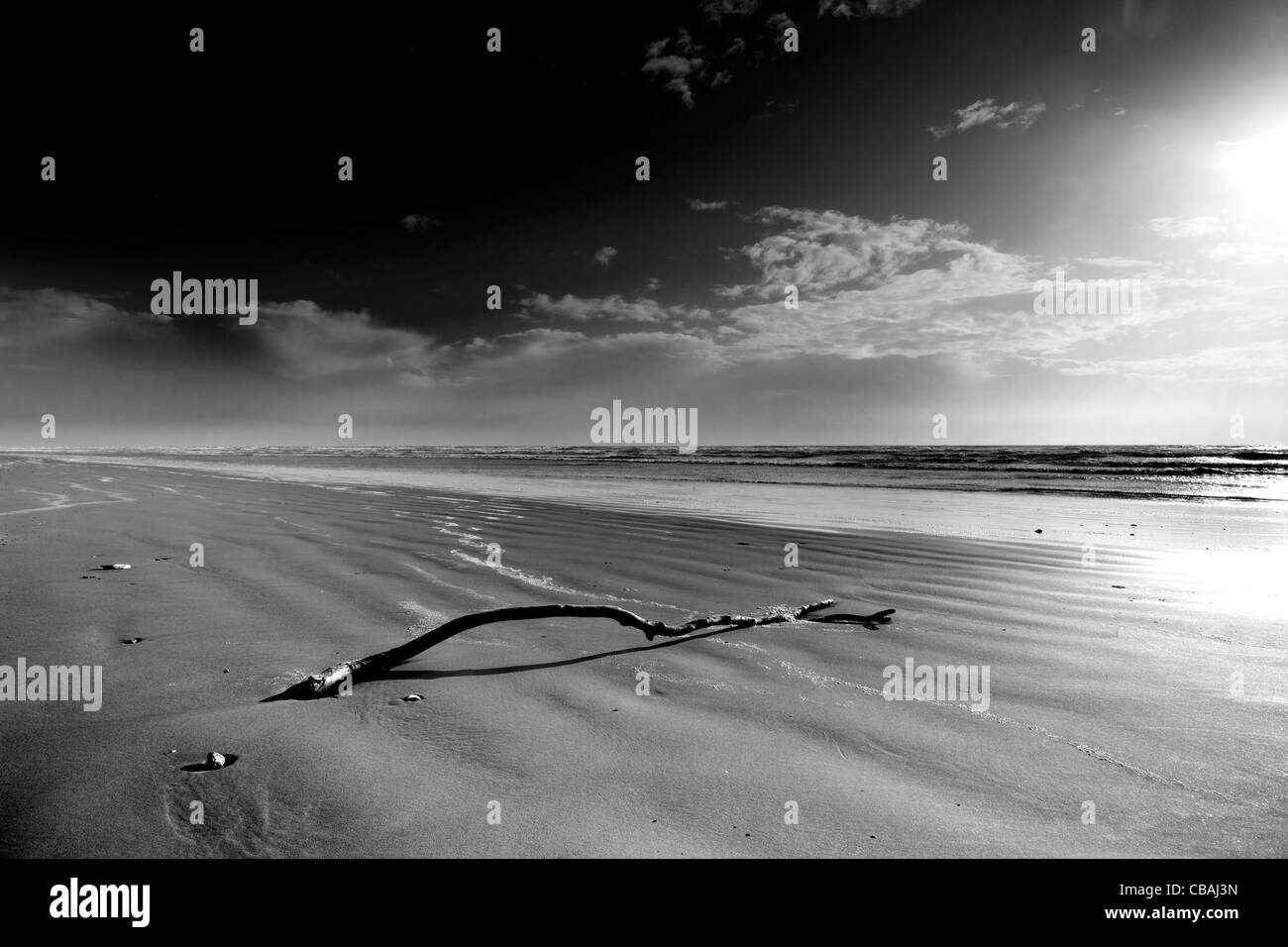 Black and White Driftwood upon sunlit beach Wales Stock Photo - Alamy