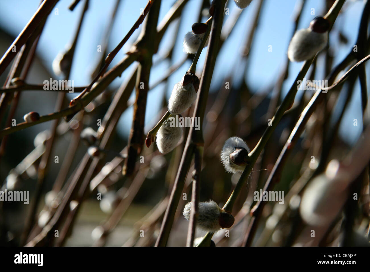 Willow, Salix caprea, cats, nature, flowers, plants (CTK Photo/Marketa Hofmanova) Stock Photo