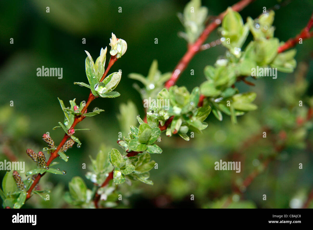 Salix integra, nature, flowers, plants, water, drops (CTK Photo/Marketa Hofmanova) Stock Photo