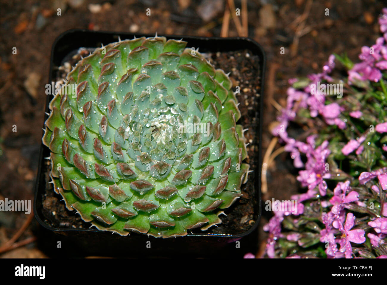 Orostachys spinosus, nature, flowers, plants, water, drops (CTK Photo/Marketa Hofmanova) Stock Photo