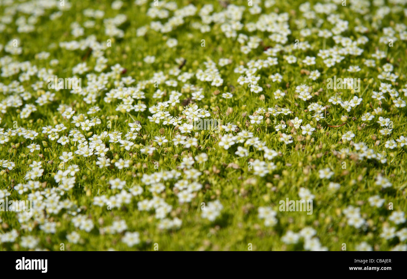 Sagina subulata, nature, flowers, plants (CTK Photo/Marketa Hofmanova) Stock Photo