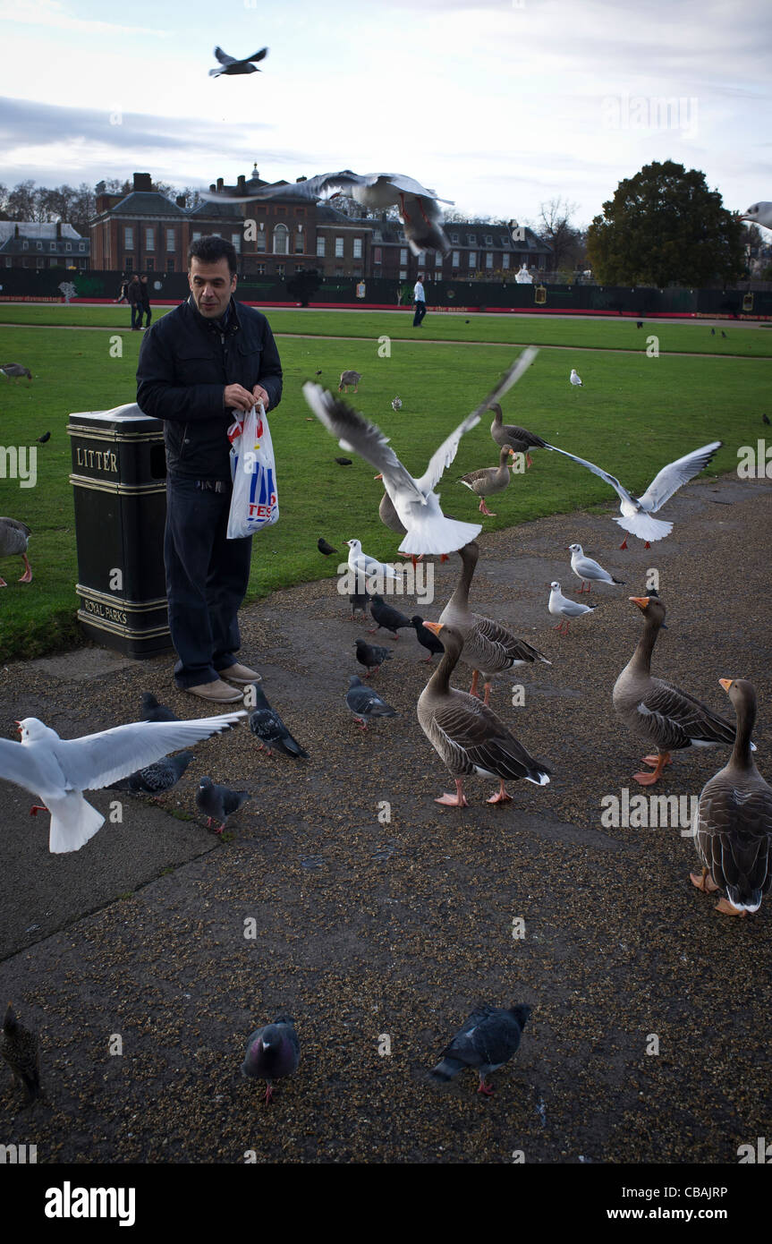 Man feeding birds in Kensington Park Stock Photo Alamy
