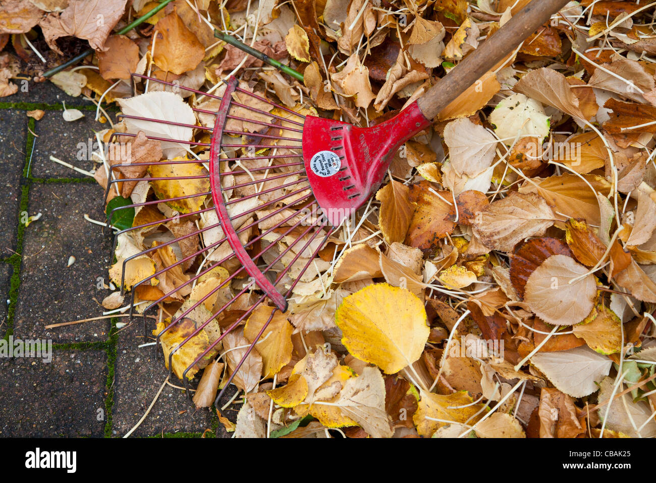 Gathering autumn leaves Stock Photo