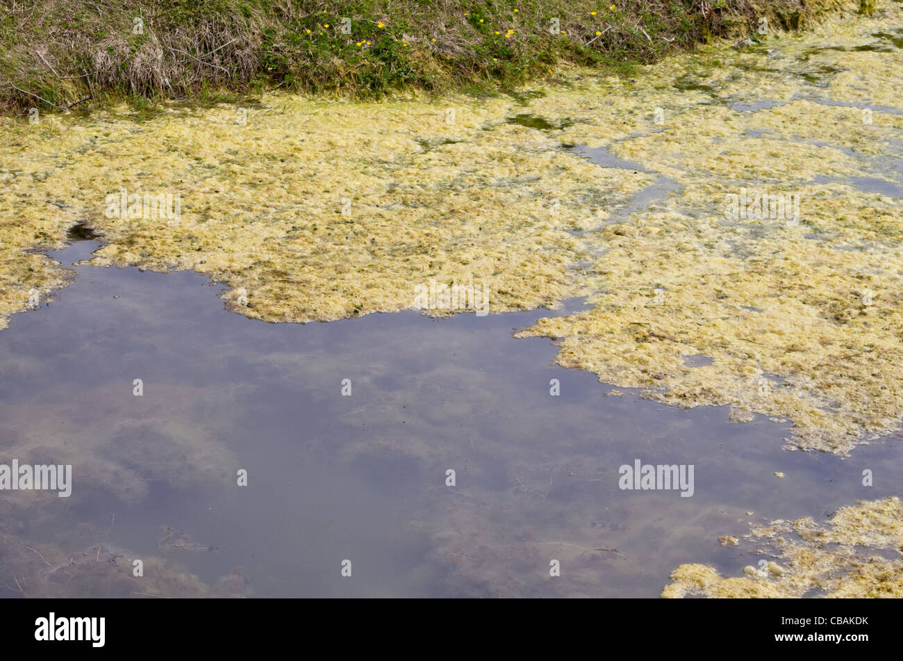 String algae, otherwise known as blanket weed or filamentous algae Stock Photo