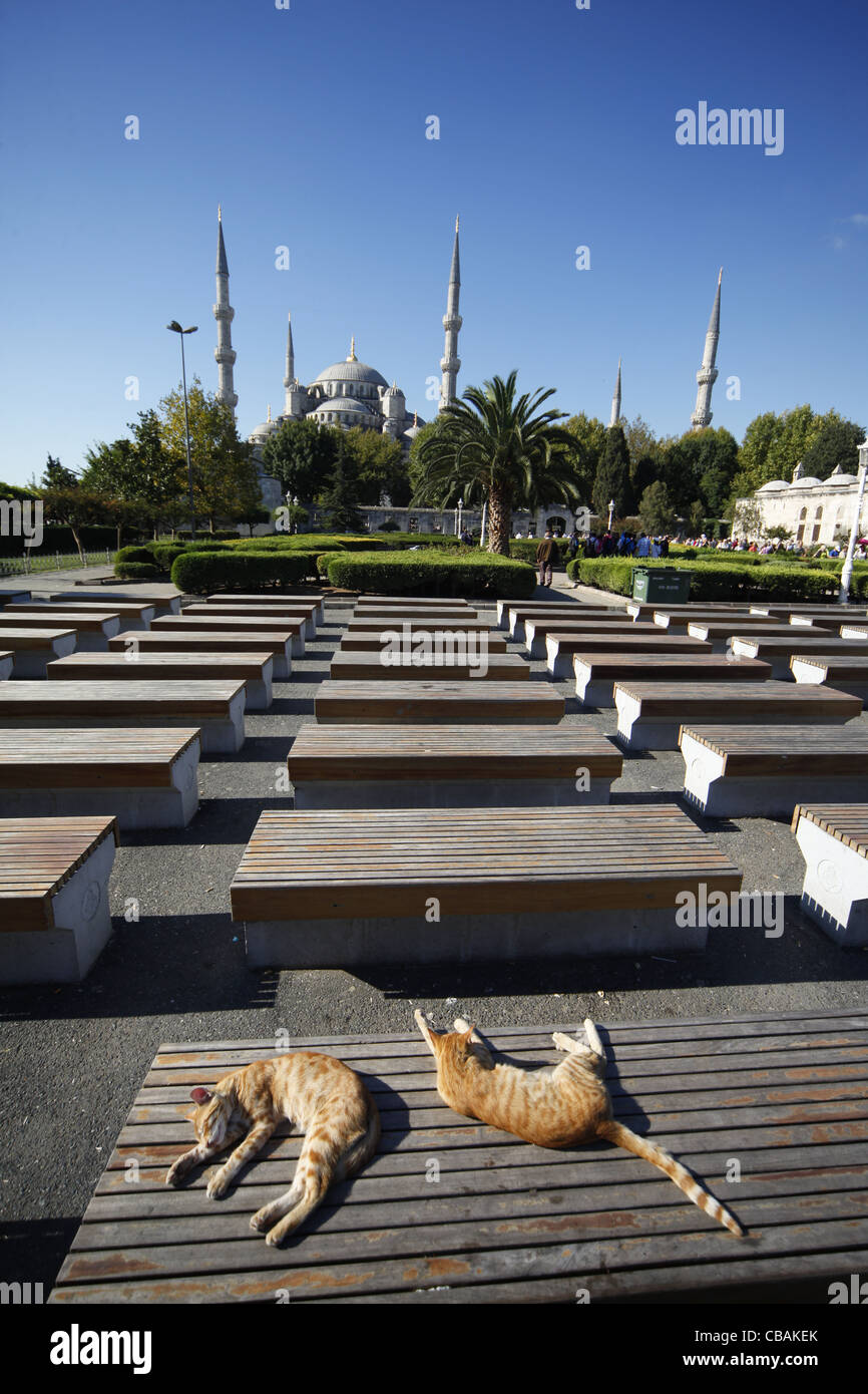 CATS SLEEPING AT BLUE MOSQUE SULTAN AHMET CAMII SULTANAHMET ISTANBUL