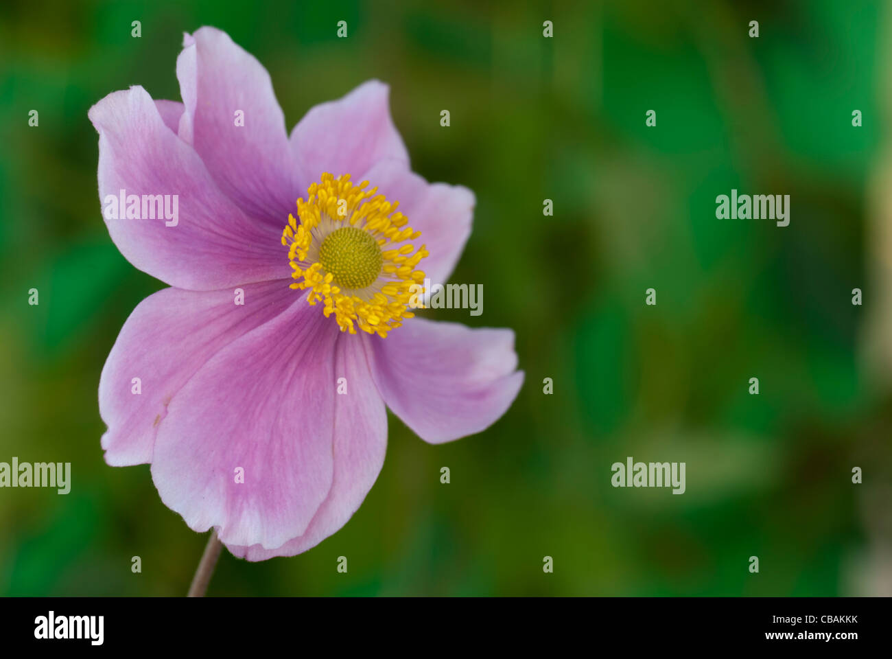 Anenome Hybrida 'Serenade' Stock Photo