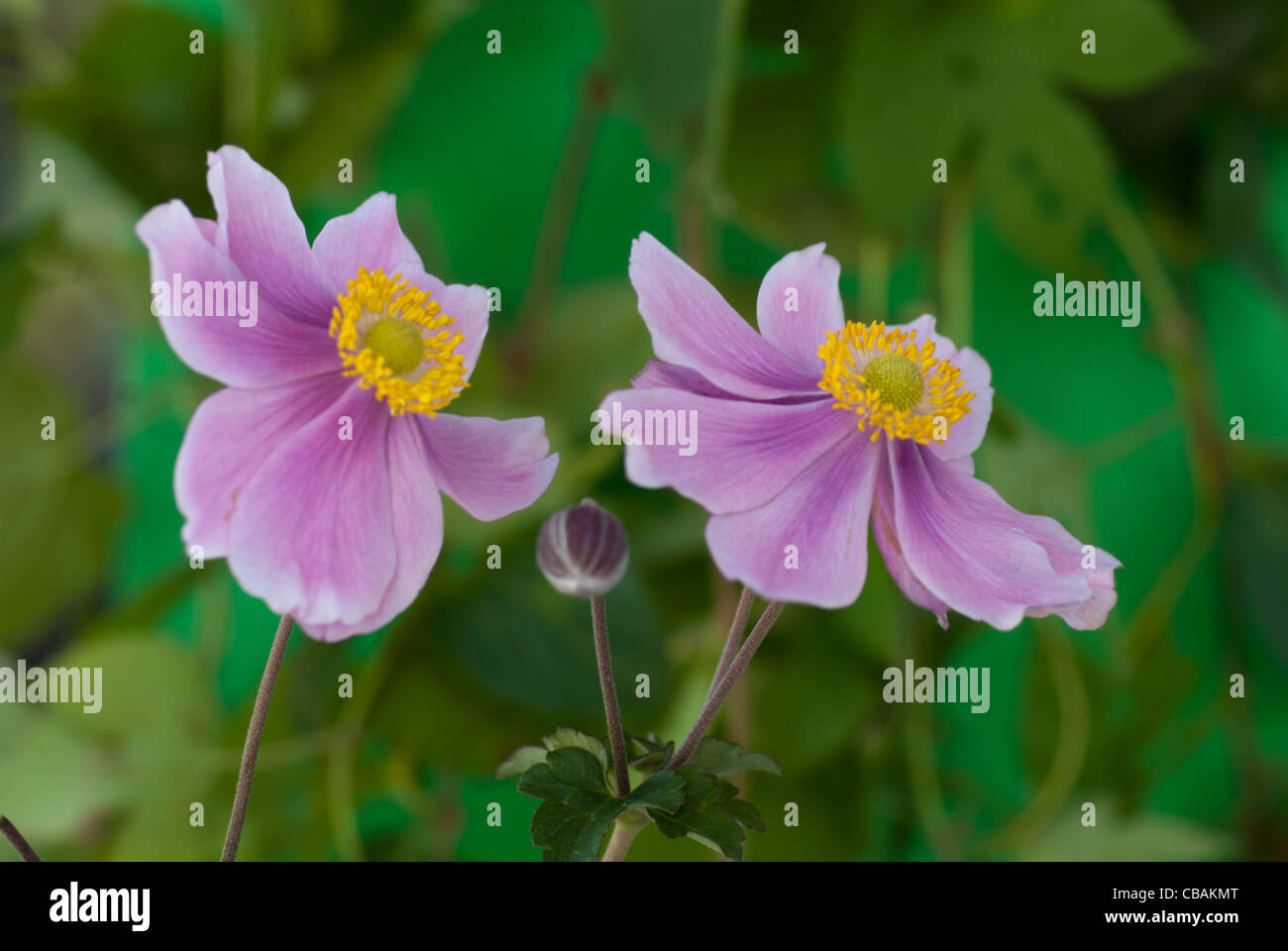 Anenome Hybrida 'Serenade' Stock Photo