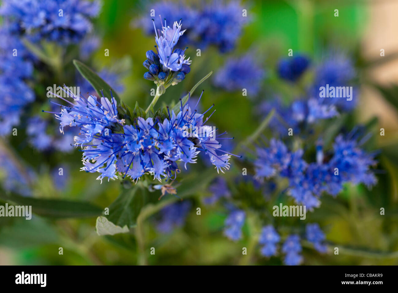 Caryopteris 'Heavenly Blue' Stock Photo