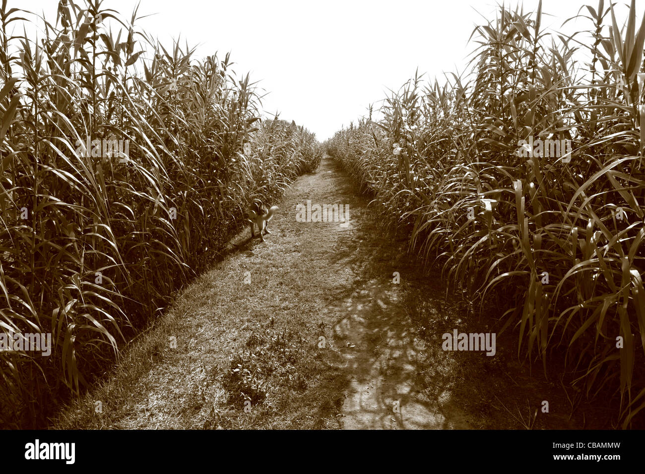 A path through the reeds Stock Photo