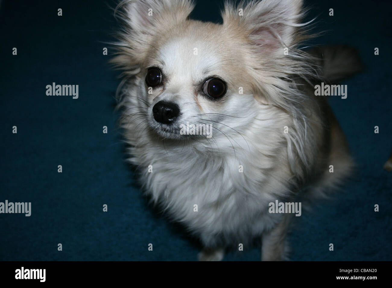 Long Hair Chihuahua Or Mexican Dog Close Up Stock Photo 41417992