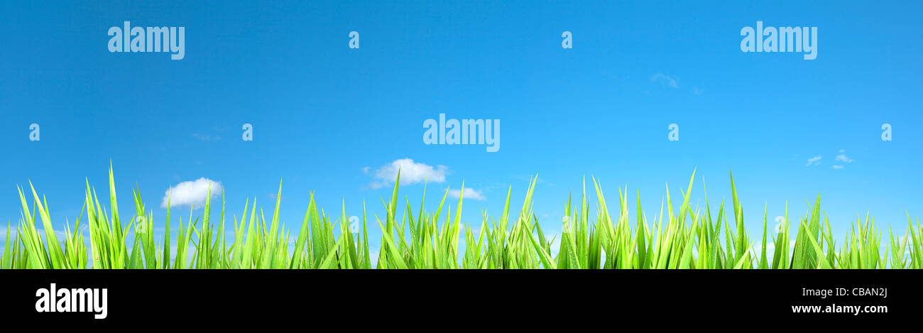 Panoramic eco background with a lot of usefull copy-space Stock Photo