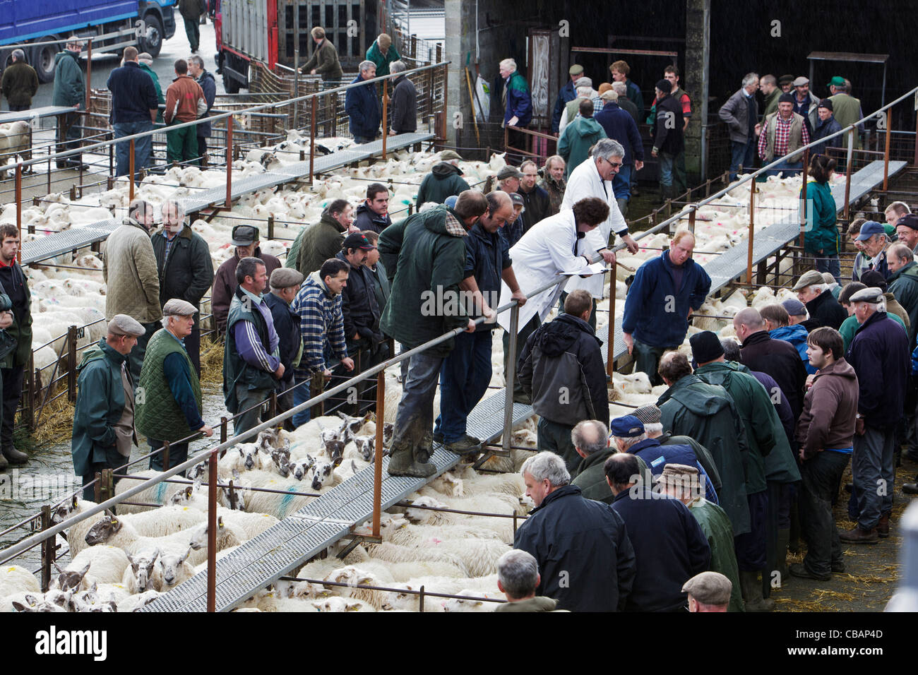 Welsh lambs go under the hammer at Dolgellau Livestock Auction Stock Photo