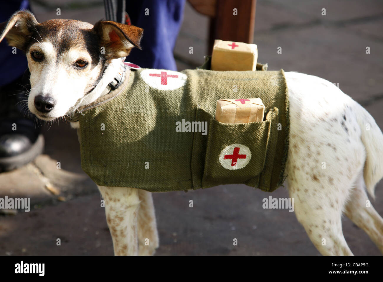 1940S AFS RED CROSS DOG PICKERING NORTH YORKSHIRE 15 October 2011 Stock Photo