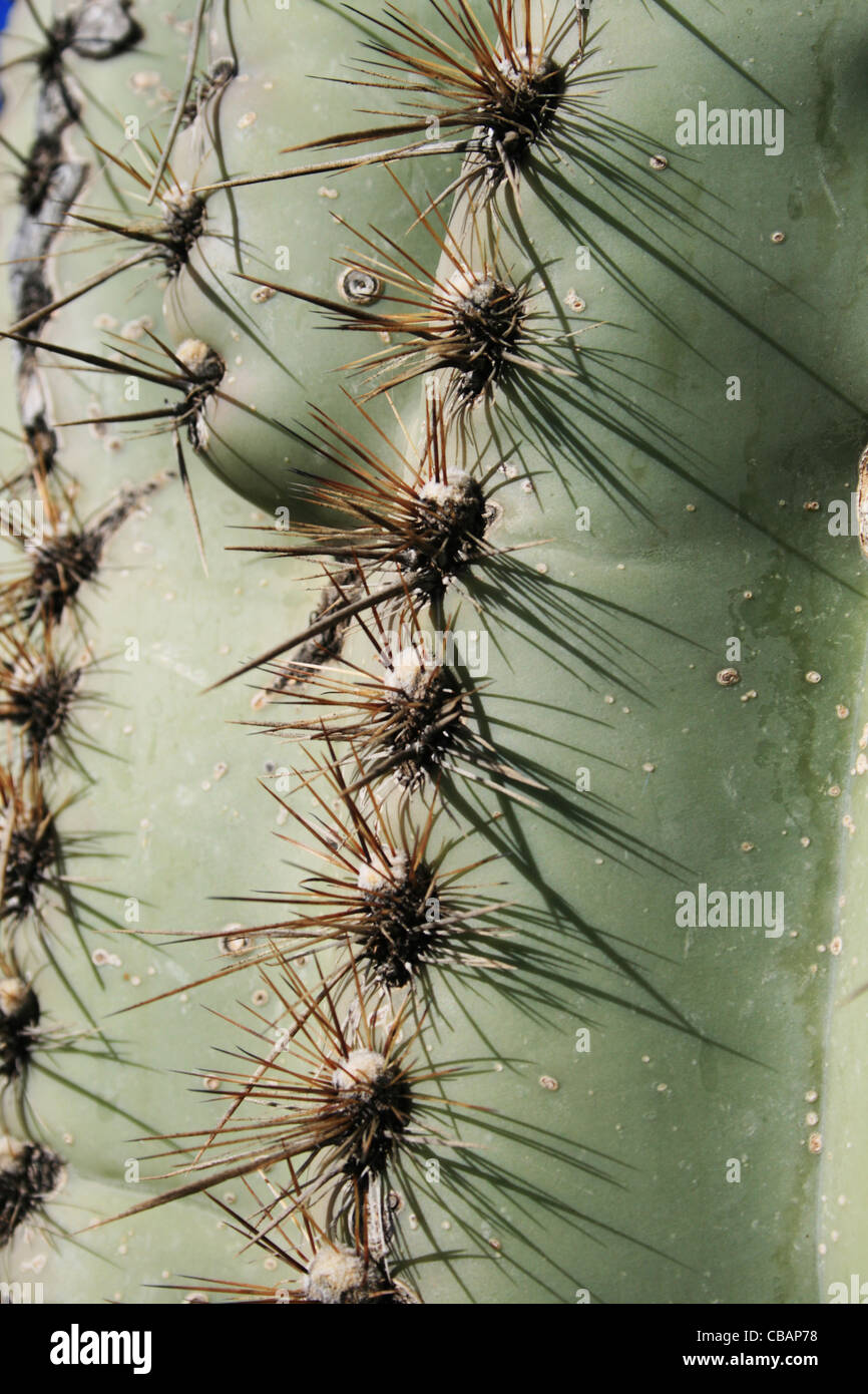 Saguaro cactus (Carnegiea gigantea) detail Stock Photo