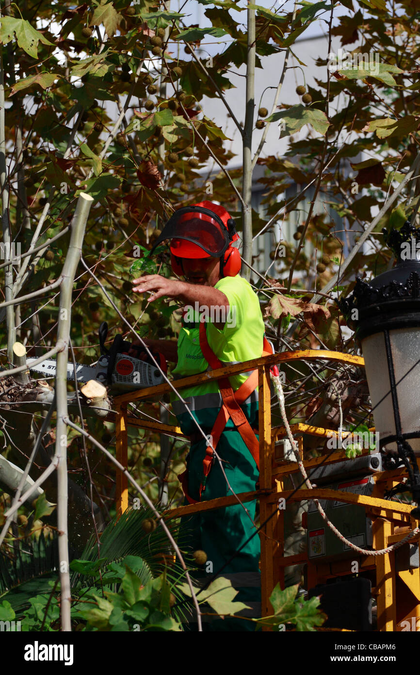 Gardener pruning a tree Stock Photo - Alamy