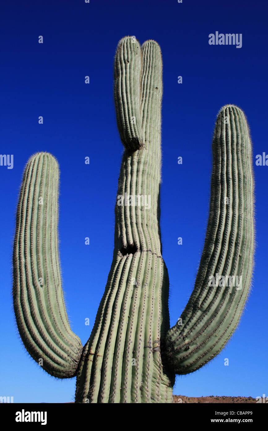 Saguaro cactus (Carnegiea gigantea) against a blue sky Stock Photo