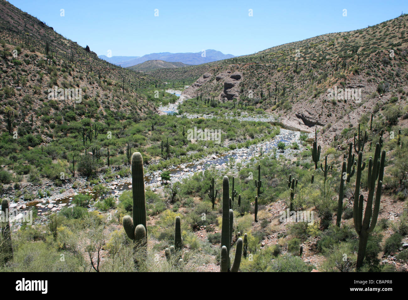 Salome Creek canyon in Arizona surrounded by saguaro cactus Stock Photo