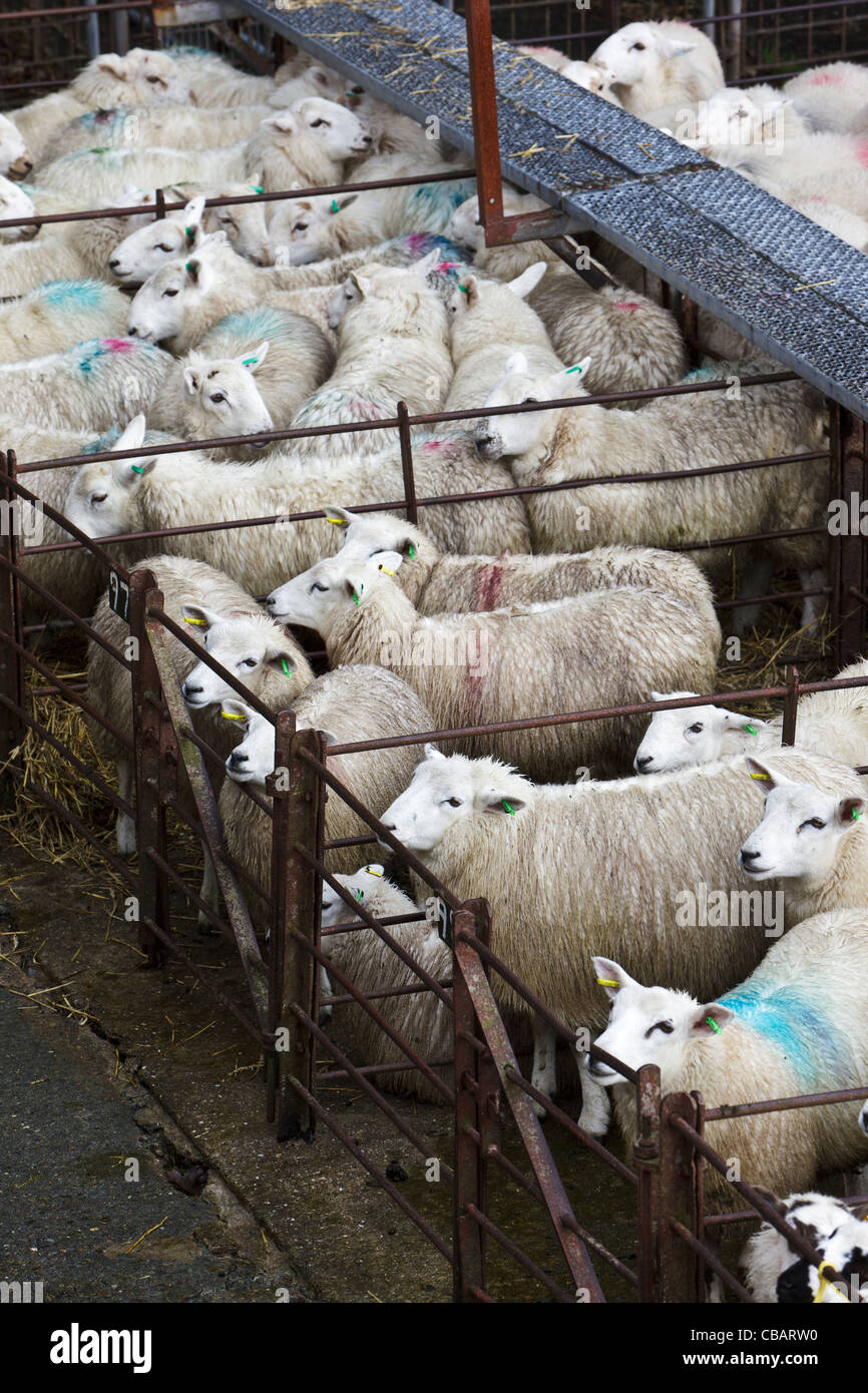 Welsh sheep and lambs in pens waiting to be sold at Dolgellau Livestock