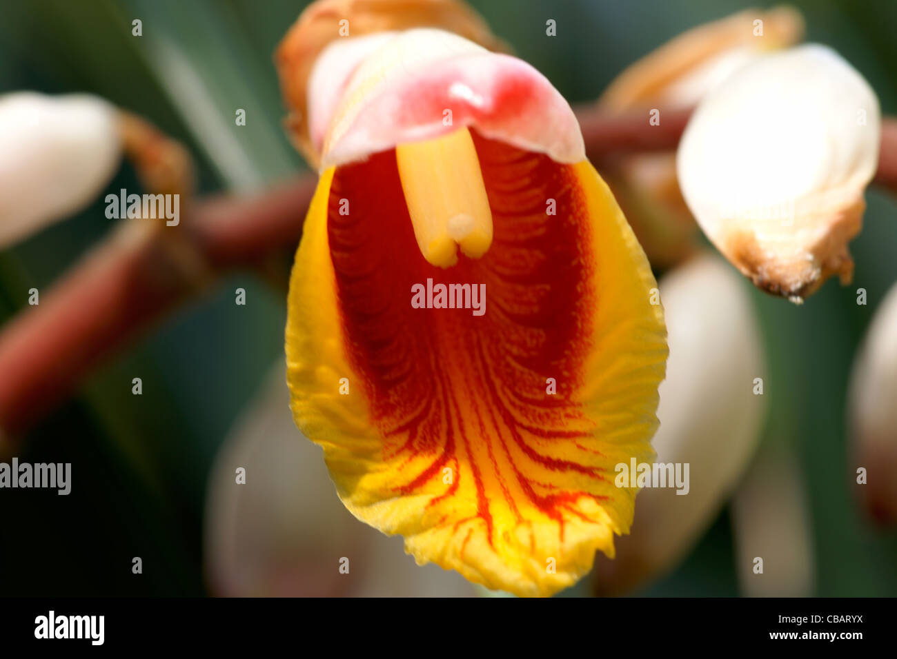 Shell ginger (alpinia zerumbet) Stock Photo