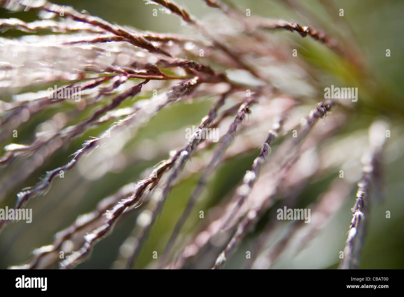 Grass Seed Head High Resolution Stock Photography and Images - Alamy