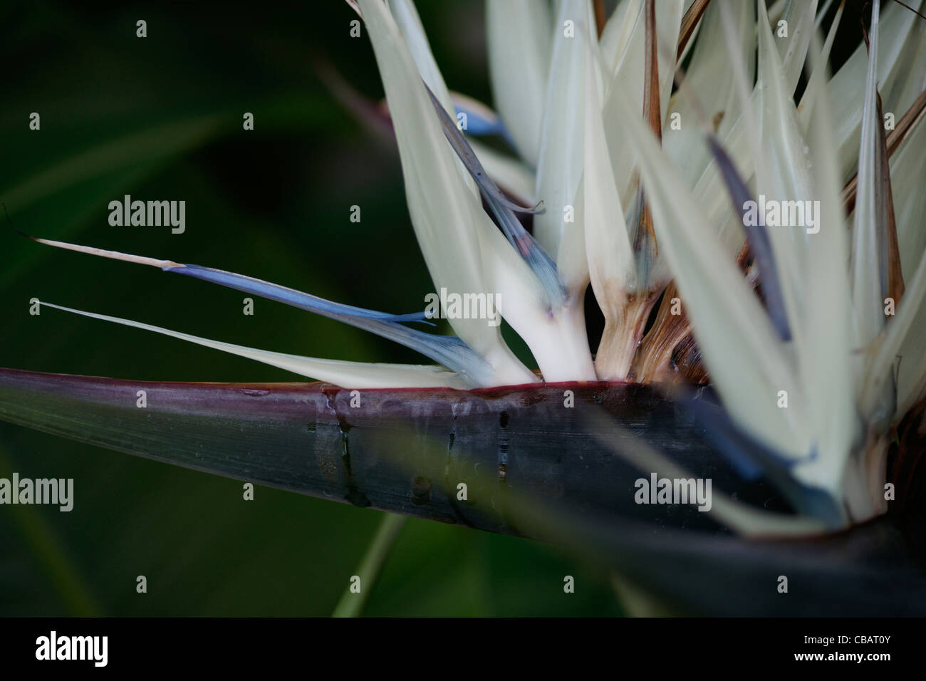 White bird of paradise hi-res stock photography and images - Alamy