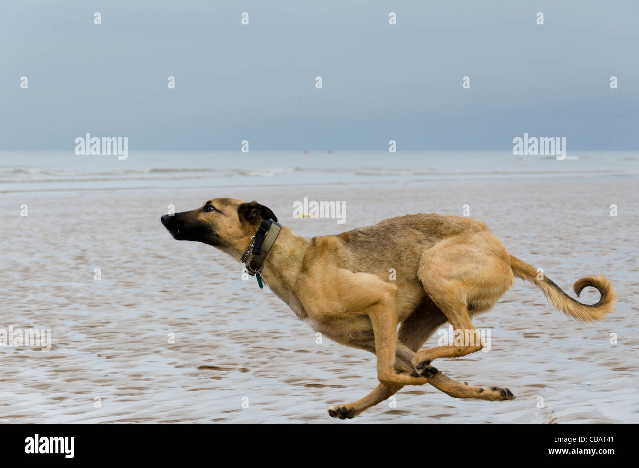A dog, a lurcher running flat out on St Bees beach, Cumbria, England, UK Stock Photo