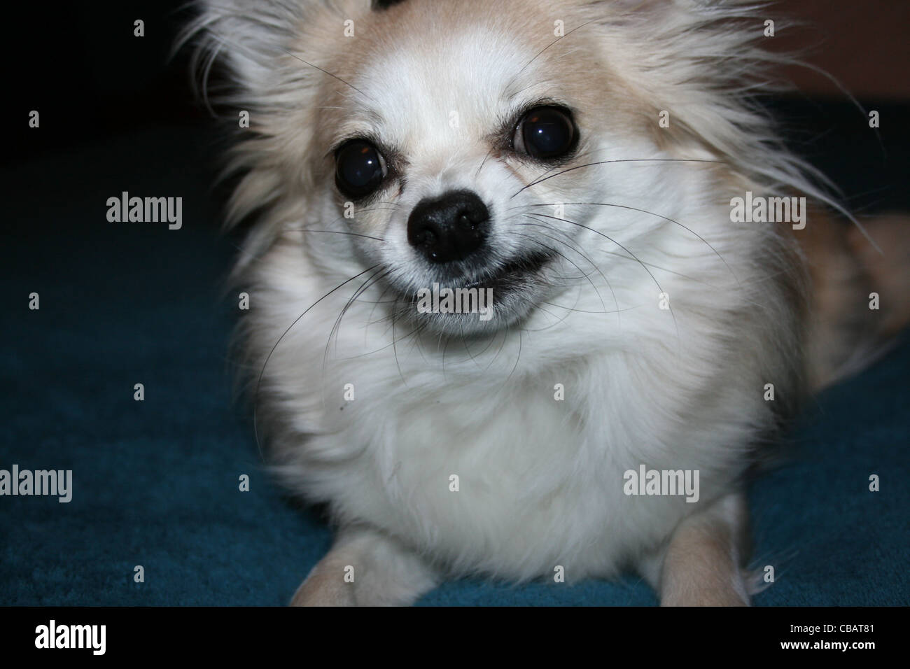 Long Hair Chihuahua Or Mexican Dog Close Up Stock Photo 41420513