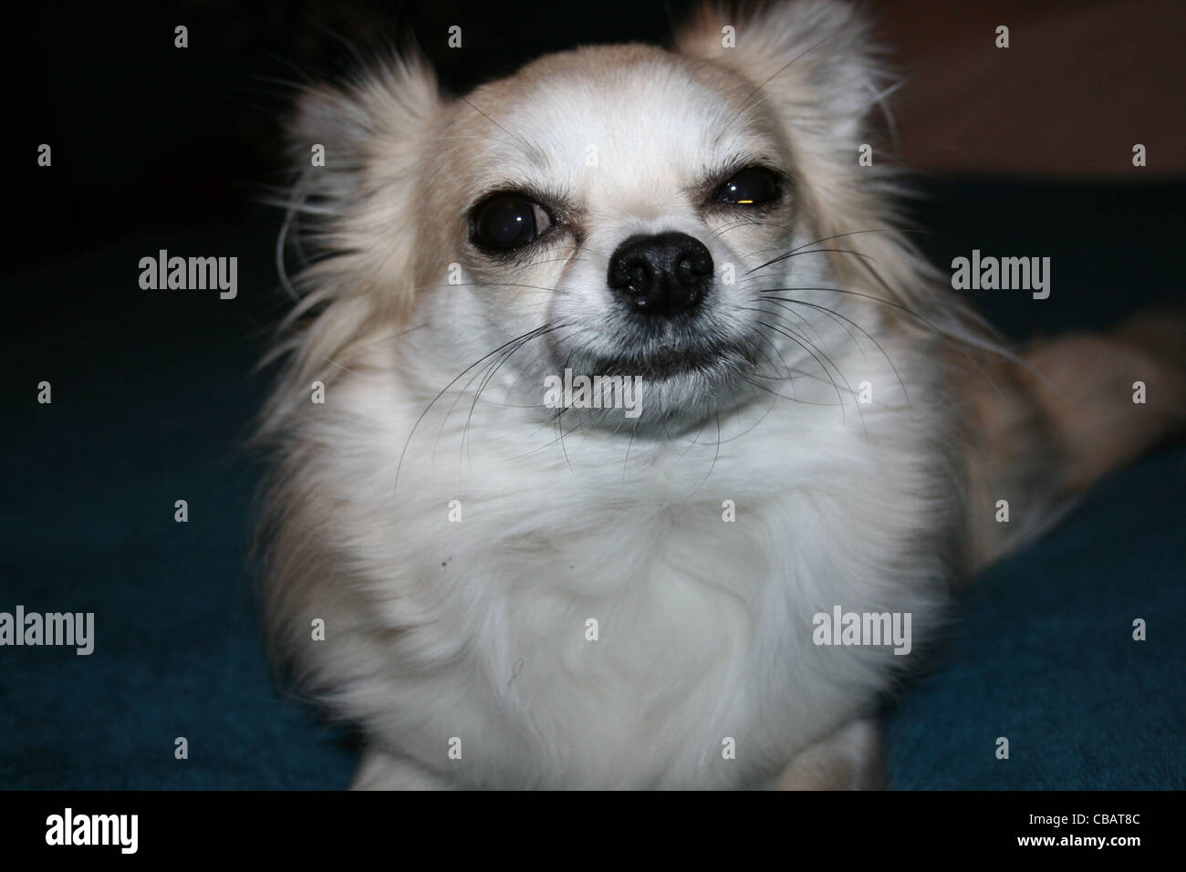 Mexican Long Haired Chihuahua 2024 www nilveleironagual