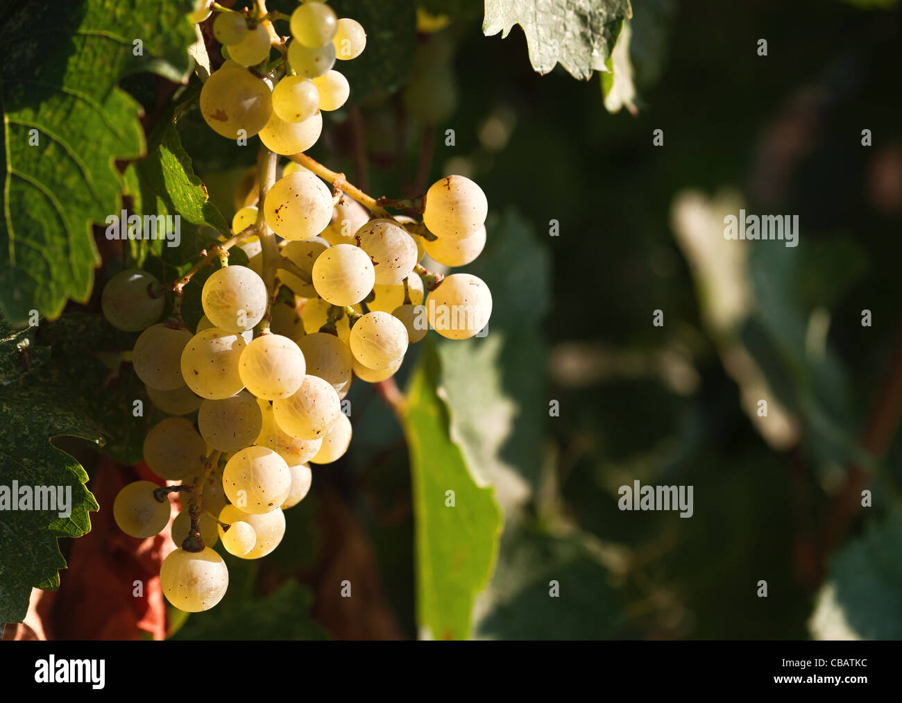 fresh fruits of grapes growing on bush Stock Photo