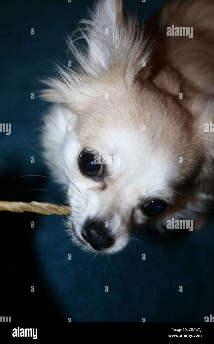 Long hair Chihuahua or Mexican dog with chewy stick - close up Stock Photo