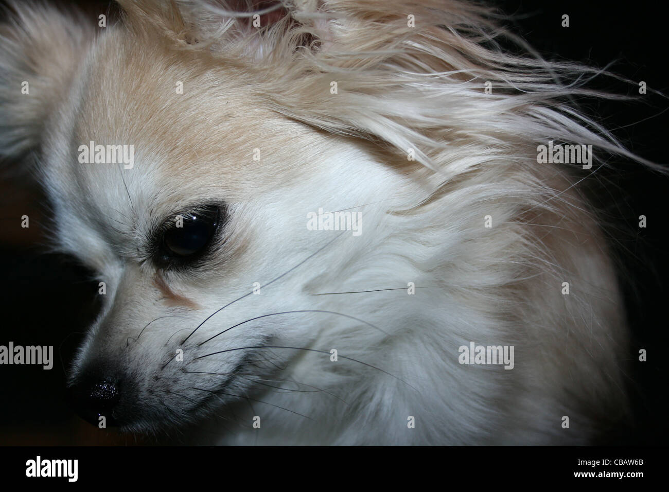 Chihuahua Long Hair Stock Photos Chihuahua Long Hair Stock