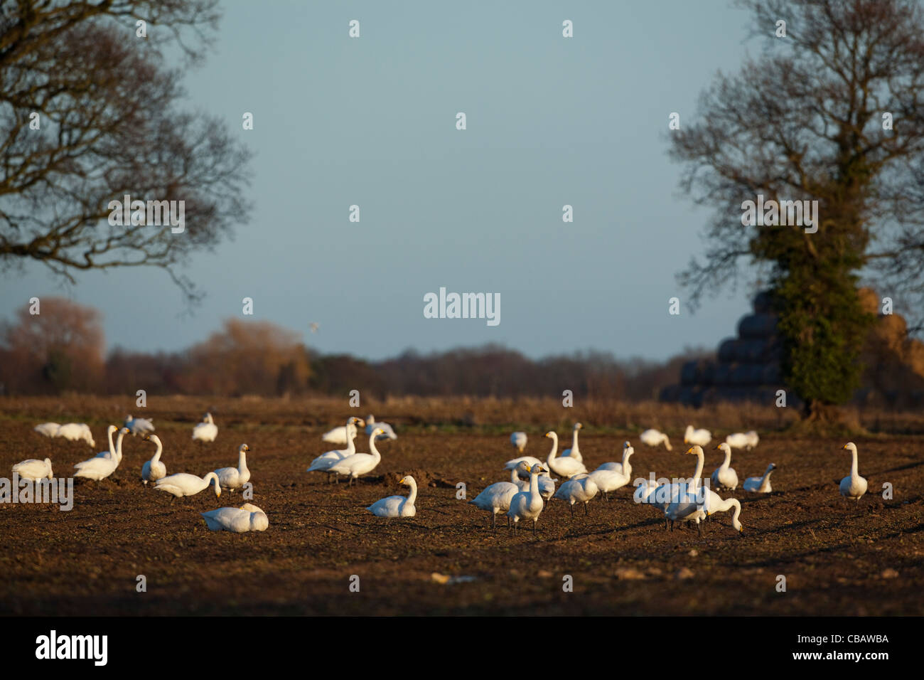 Bewick's Swans (Cygnus columbianus bewickii). On recently harvested sugar beet field. Ludham, Norfolk. Stock Photo