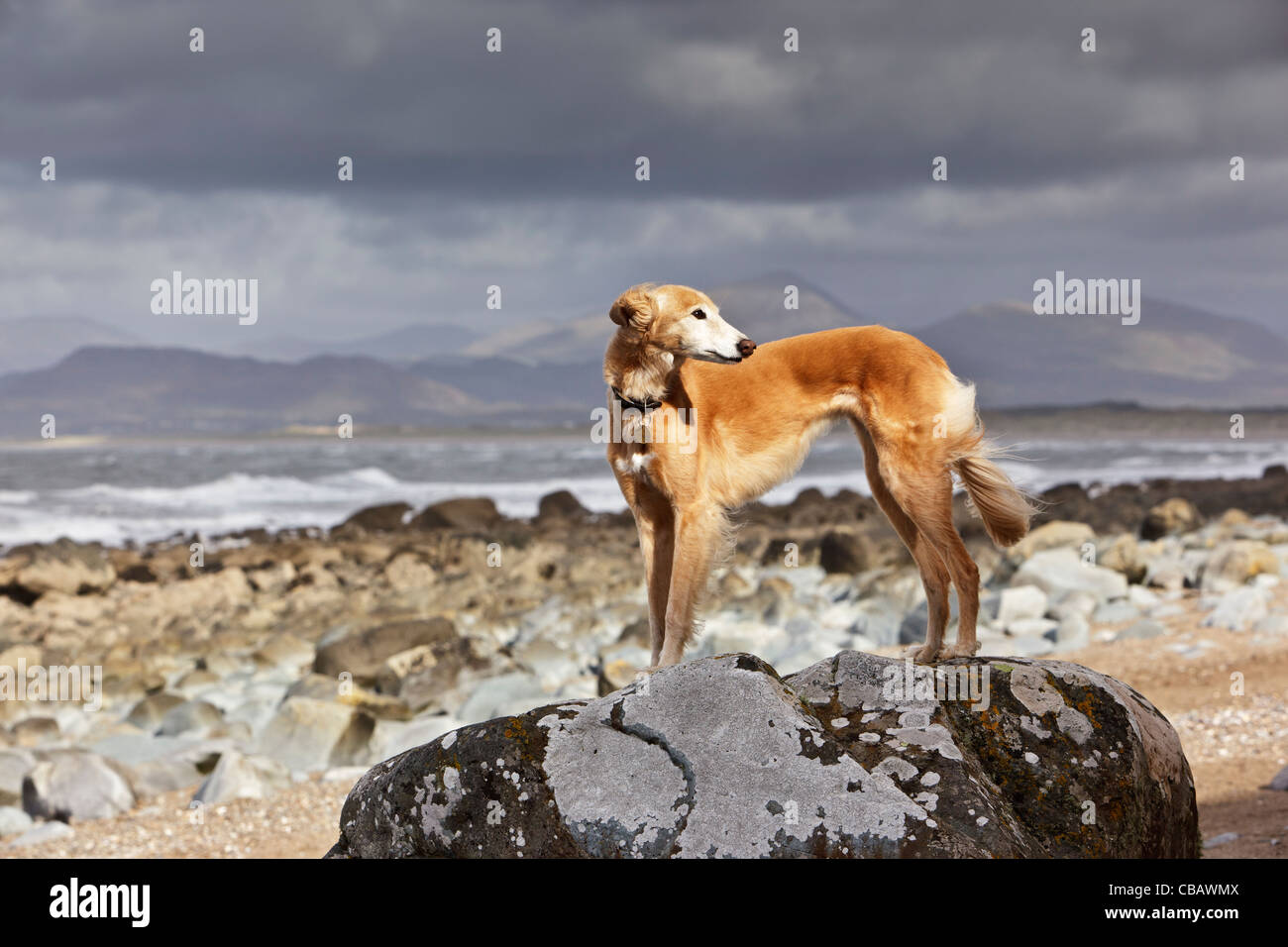 Saluki Whippet Cross Lurcher Dog Enjoying The Beach At Llanfair